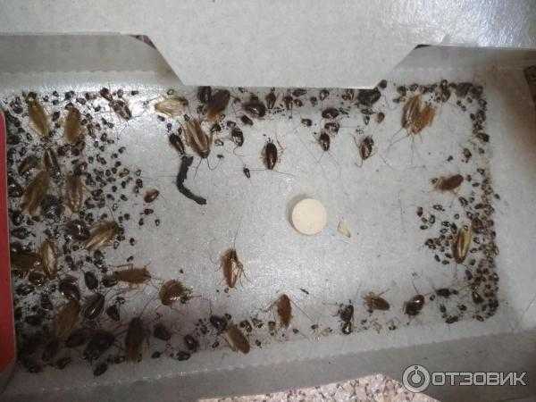 Ловушки для обычных и постельных клопов: своими руками и покупные