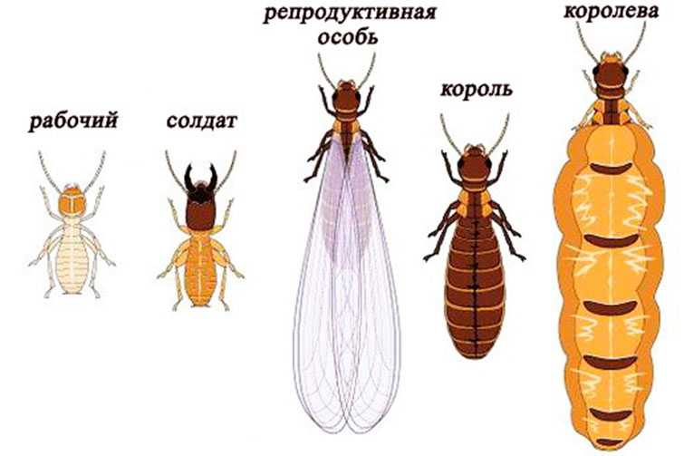 Карта королевы термитов