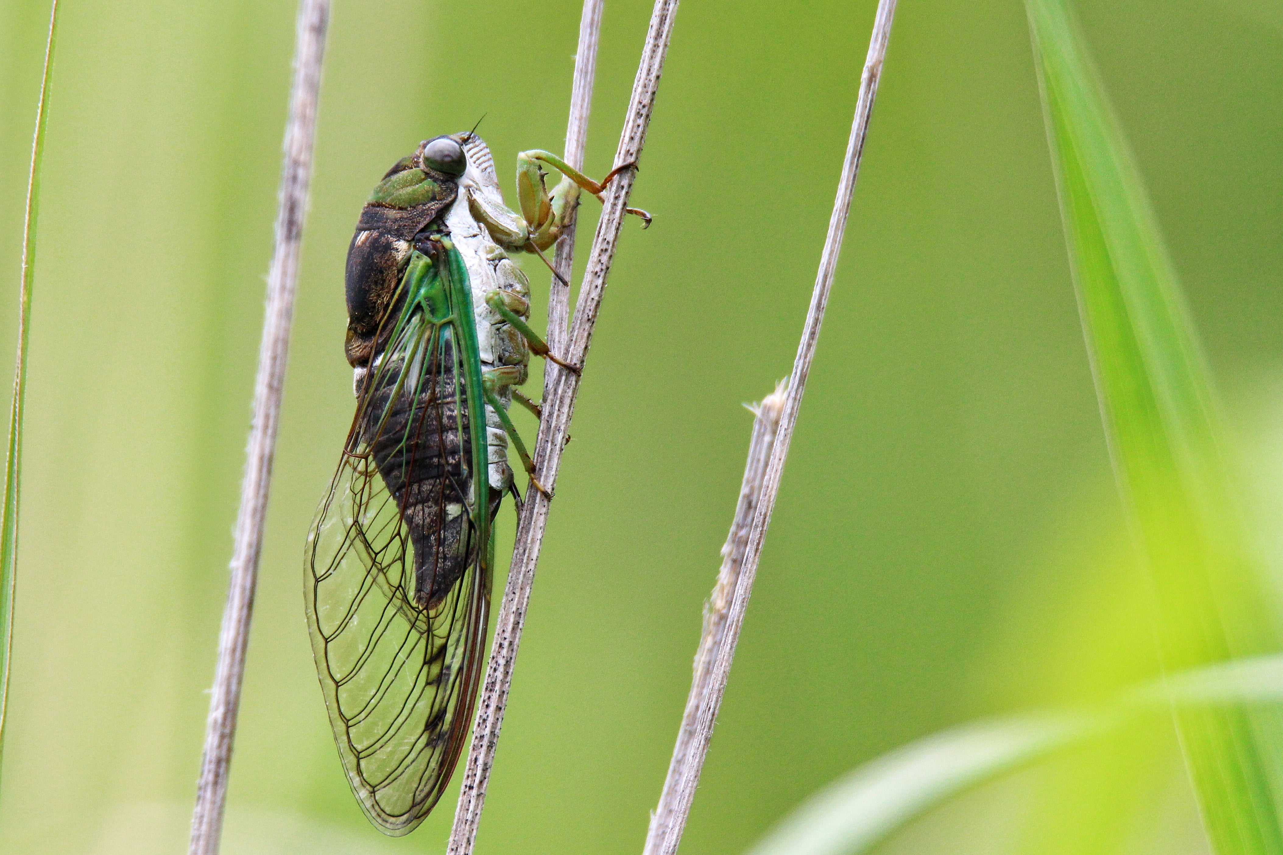 Певчие цикады: описание насекомого, среда обитания, питание, жизненный цикл