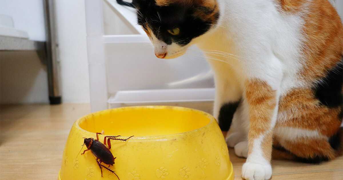 Почему таракана назвали тараканом