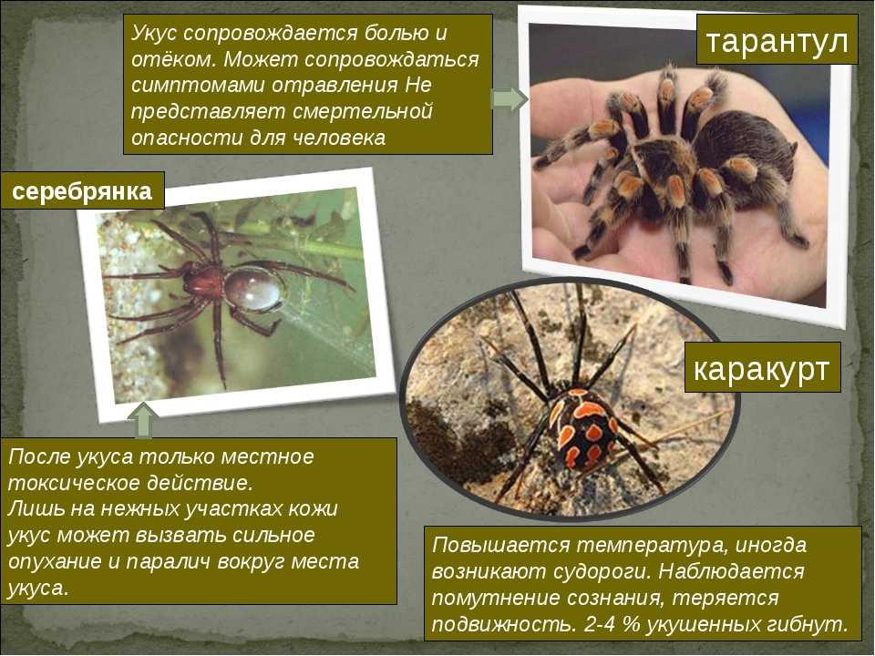 Описание и фото пауков южного урала