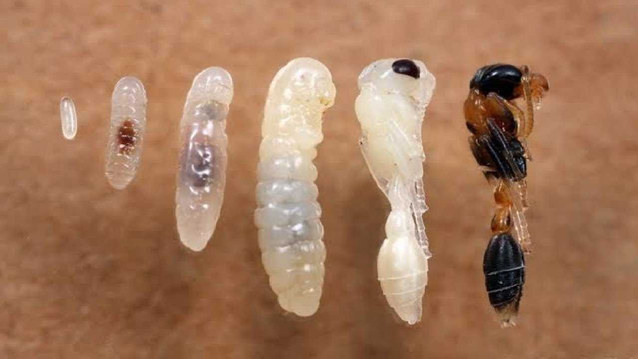 Какое развитие у муравья. Яйца личинки куколки муравьев. Муравьи яйца личинки куколки. Личинки муравьев (муравьиные яйца). Стадия развития муравья яйцо личинка.