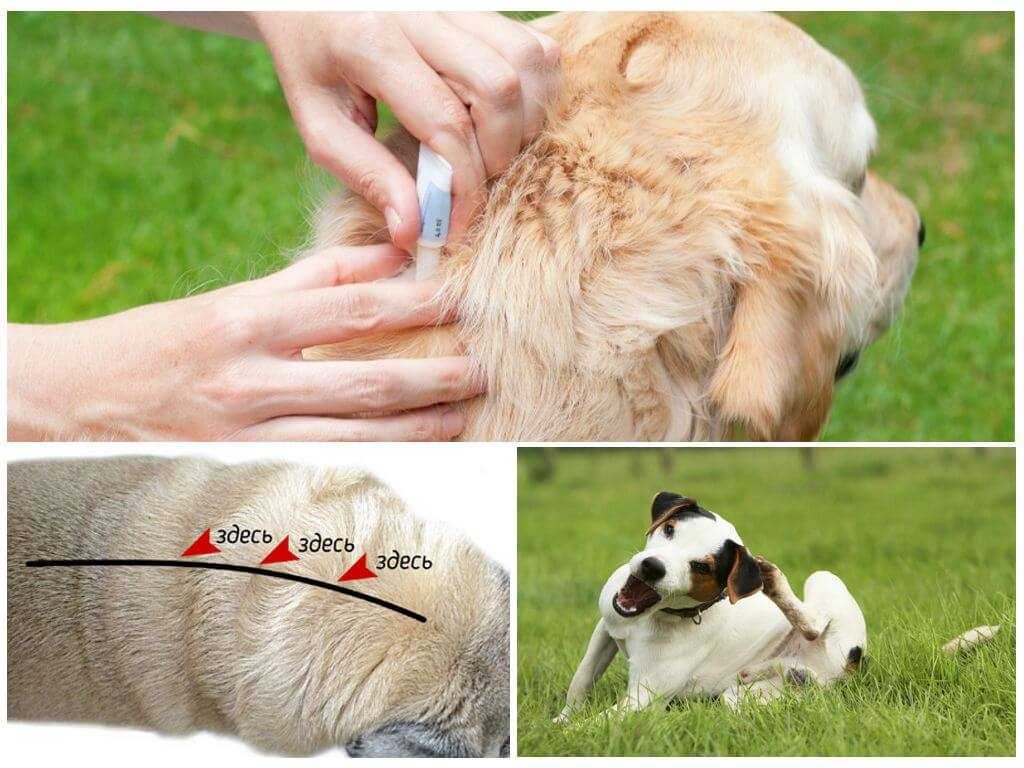 Средства для избавления собак от блох: капли, шампунь, народные средства и другое