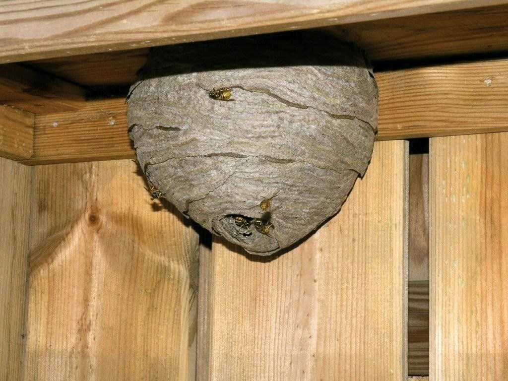 Проверенные способы, как правильно и безопасно убрать осиное гнездо