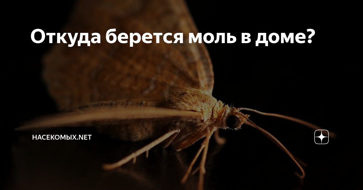 Что делать, если в доме появилась моль? виды моли и способы борьбы с нею