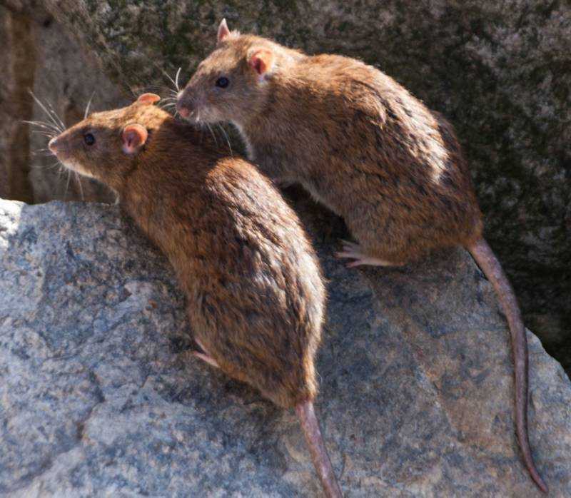 Крыса (104 фото) - описание, виды, где и сколько живут, что едят, вред