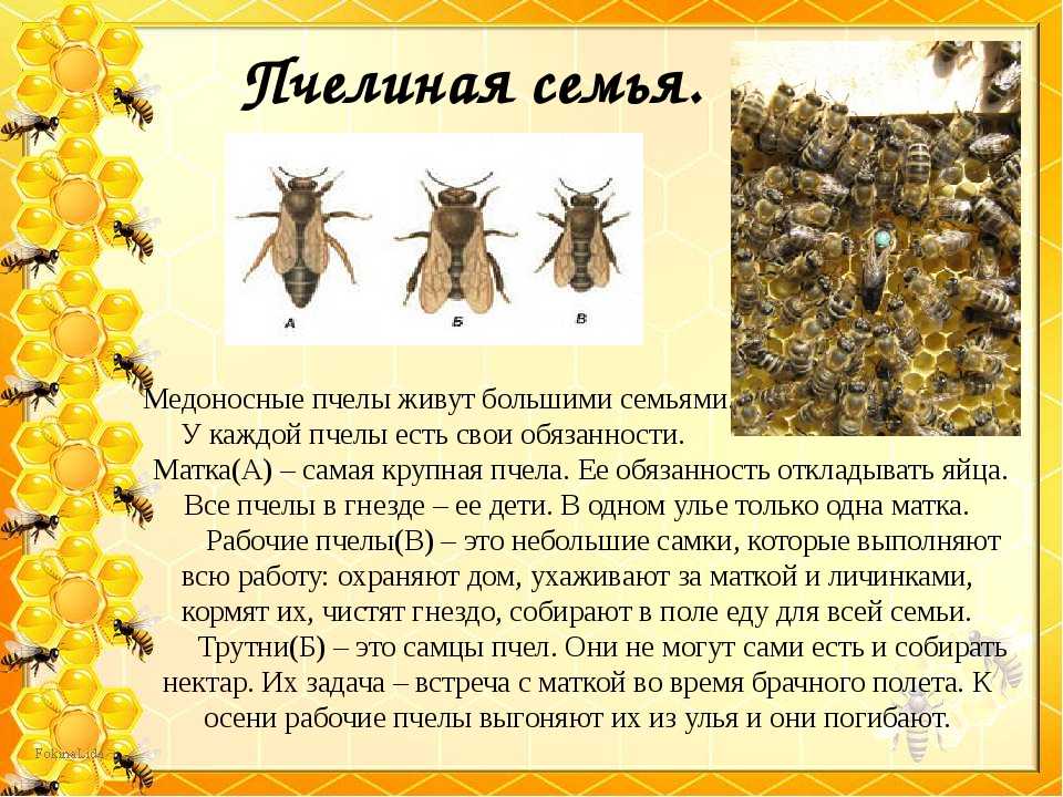 Какие отношения между яблоней и домашней пчелой. Пчелиная семья состав пчелиной семьи. Матка пчелы. Жизненный цикл развития пчелы. Обязанности в пчелиной семье.