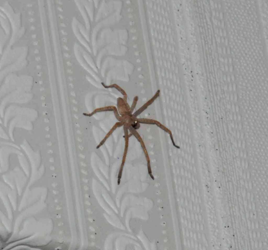 Черный паук в доме, в квартире (большой или маленький) - приметы