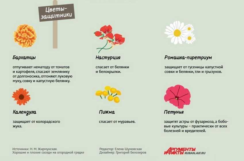 Схема посадки бархатцев на клумбе расстояние