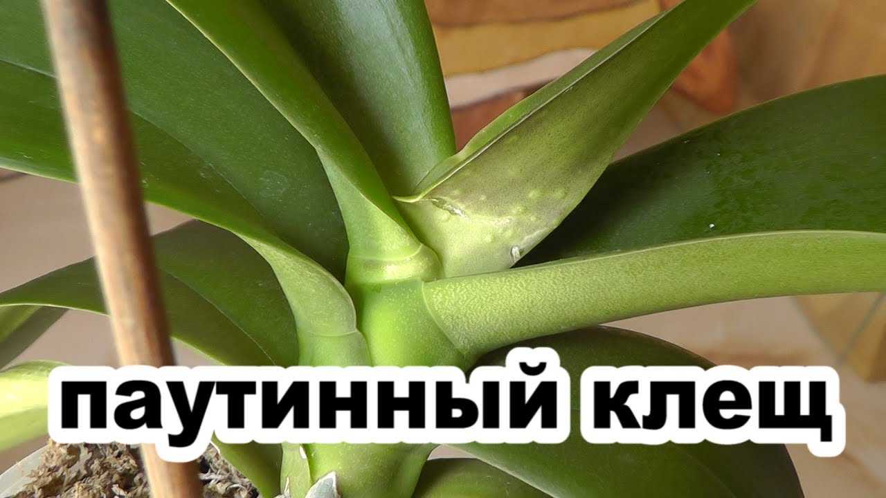 Клещ на орхидее: фото паутинного, панцирного, что делать, как бороться, средства для избавления