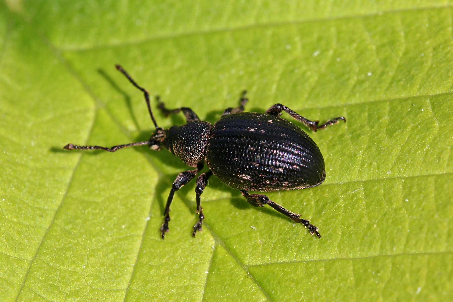 Маленький, но серьезный вредитель — жук долгоносик. описание и фото, а также методы борьбы