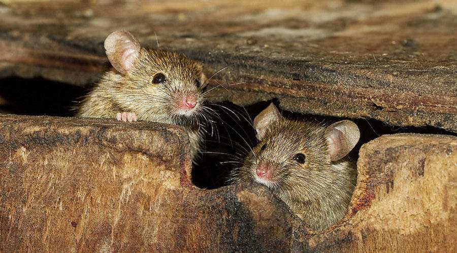 Полный гайд по запахам, которые отпугивают мышей