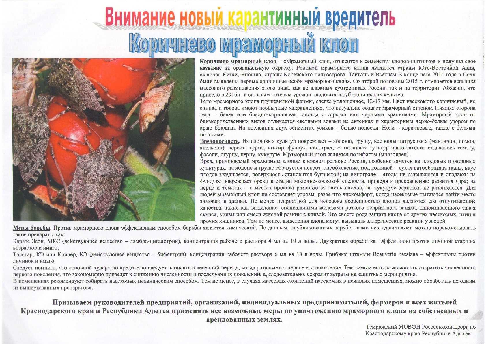 Вонючие клопы – распространенный вид насекомых, обитающих практически на всей территории России Они безопасны для человека, однако наносят вред растительным насаждениям различных видов