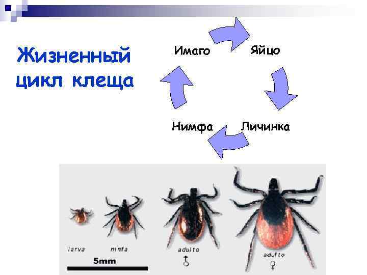 Стадии развития клеща фото