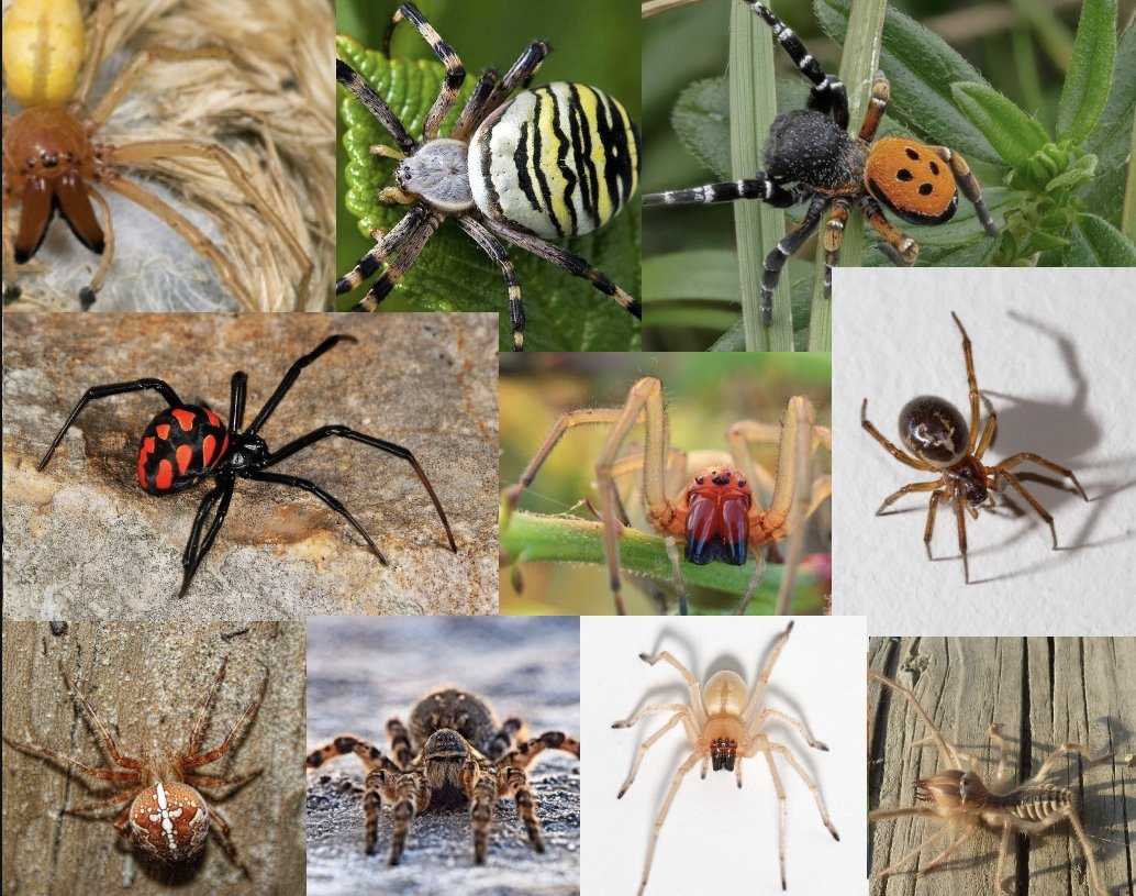 6 самых опасных насекомых юга россии