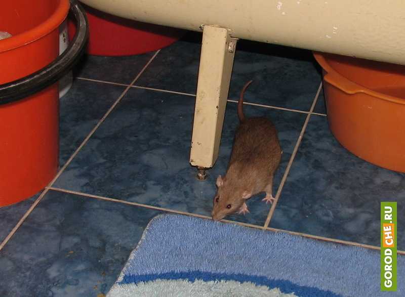 Сдохла крыса под полом, как избавиться от запаха?