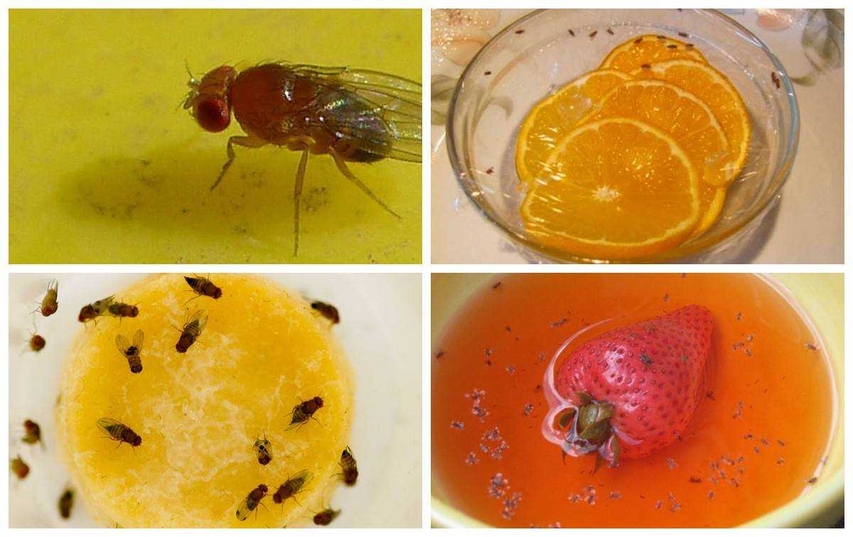 Виды домашних насекомых-вредителей и особенности их жизни