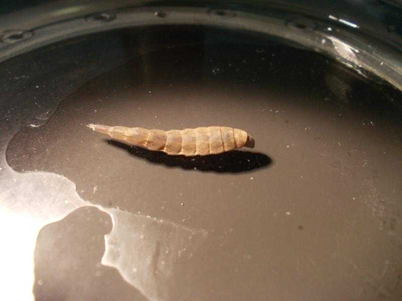 Львинки - описание и фото мух, личинок, предкуколки stratiomyidae