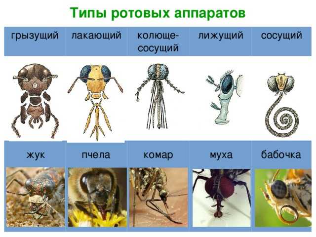 Схема ротовых аппаратов насекомых