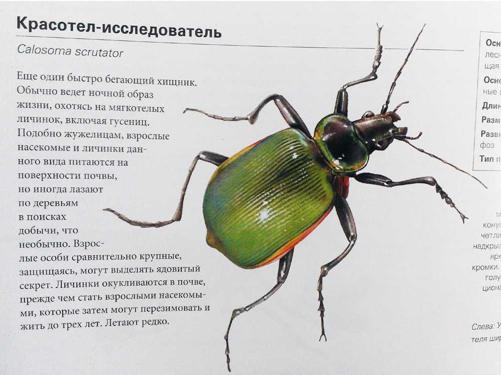 Далее представлены изображения насекомых определи только тех из них которые внесены в красную россии