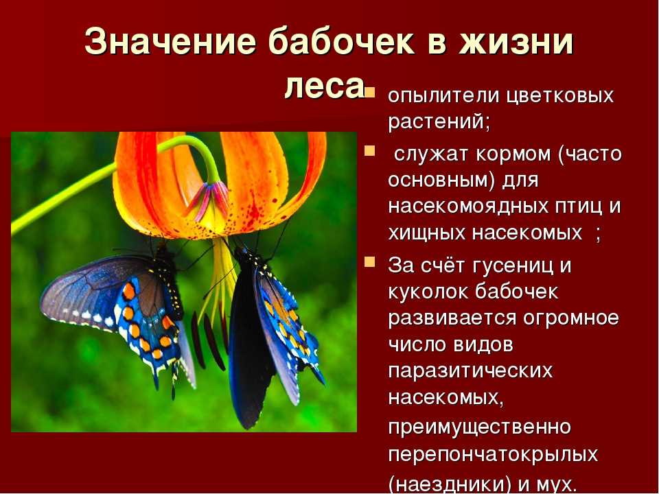 Капустная белянка или бабочка капустница: фото, как распознать вредителя и как с ним бороться