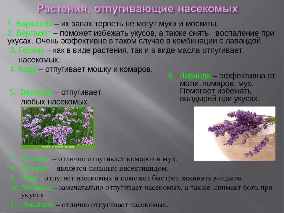 Чего боятся блохи в доме или квартире