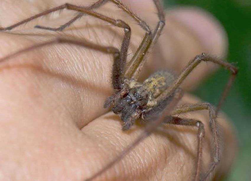 Коричневый паук-отшельник — фото, чем опасен укус, где обитает, как выглядит