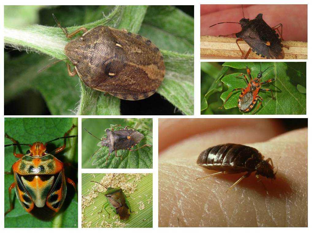 Как выглядят постельные клопы, чем питаются и разновидности насекомых