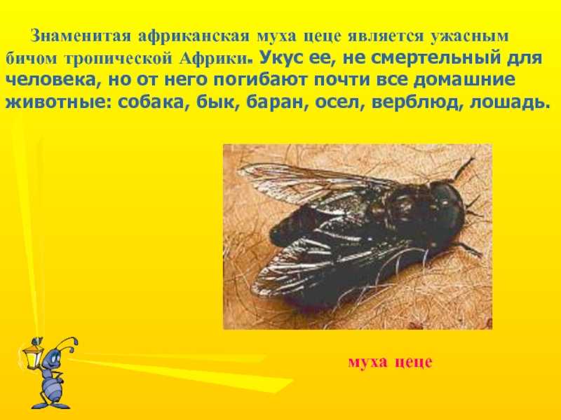 Муха цеце