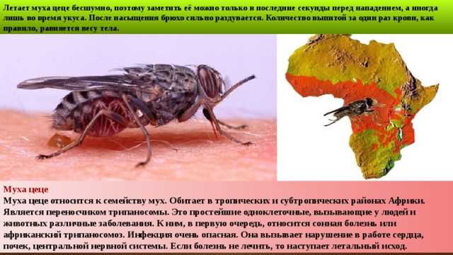Цеце чем опасна. Среда обитания мухи ЦЕЦЕ. Обитает ли Муха ЦЕЦЕ В России.