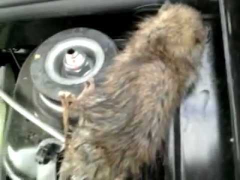 Завелась мышь в машине: что делать и как поймать