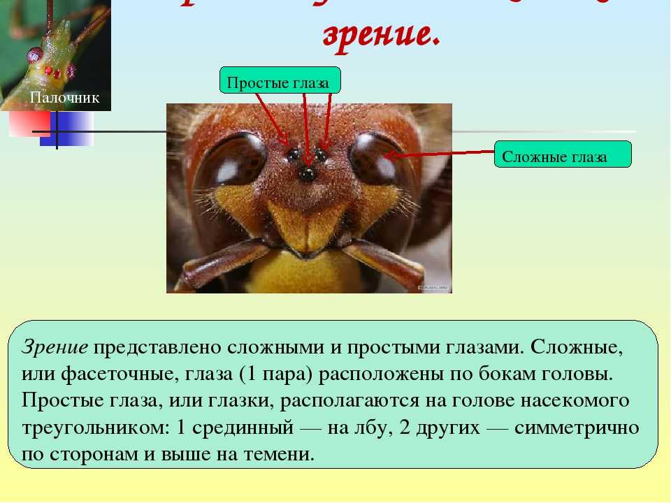 Зрение насекомых презентация