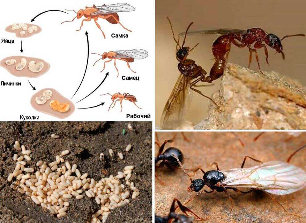 Сколько живут муравьи разных видов?