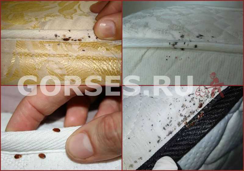 Уксус против клопов: простое средство защиты от укусов насекомых