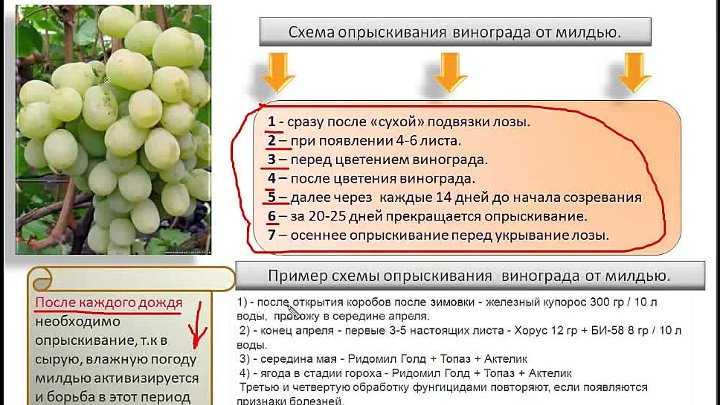 Лечение и профилактика милдью и оидиума на винограде (борьба и обработка)