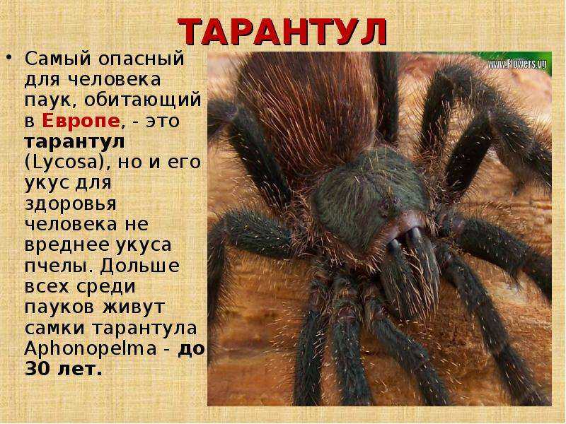 15 самых опасных пауков в мире - zefirka