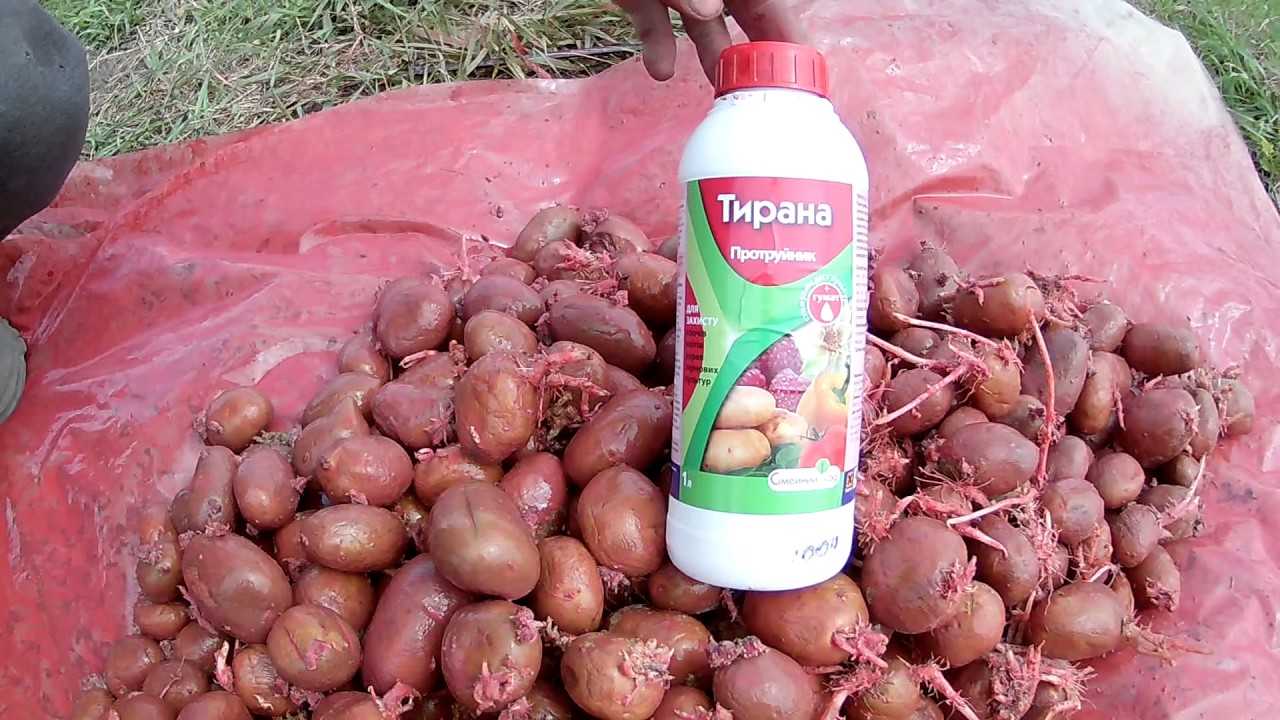 Как бороться с колорадским жуком на картофеле народными средствами?