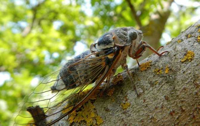 Цикада обыкновенная: певчее насекомое, как выглядит муха, что едят