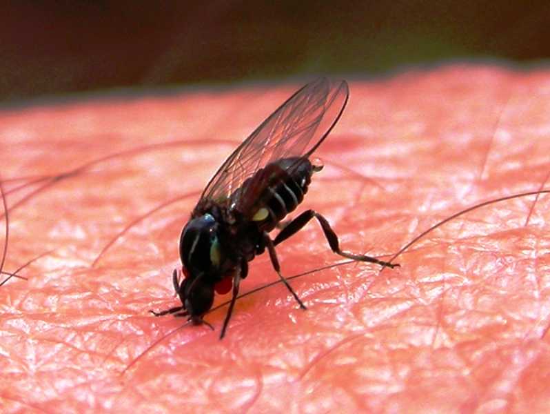 Как избавиться от мух во дворе: 15 шагов