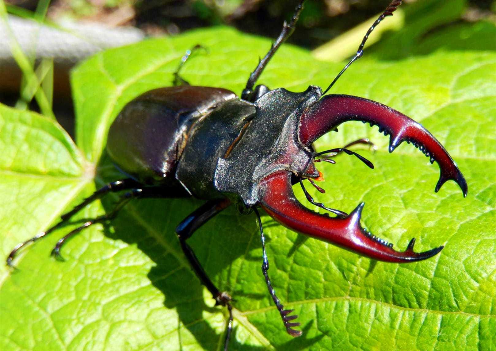 Жук Lucanus Cervus