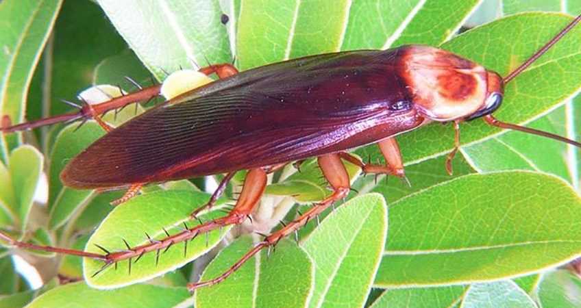 Американский таракан, или красный таракан | мир животных и растений