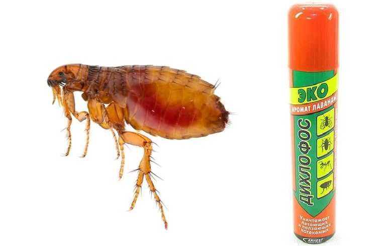 Помогает ли дихлофос избавиться от тараканов