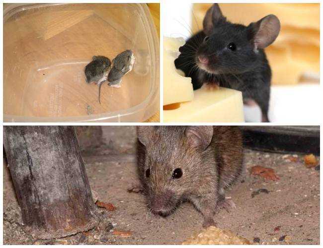 15 отпугивающих запахов для мышей