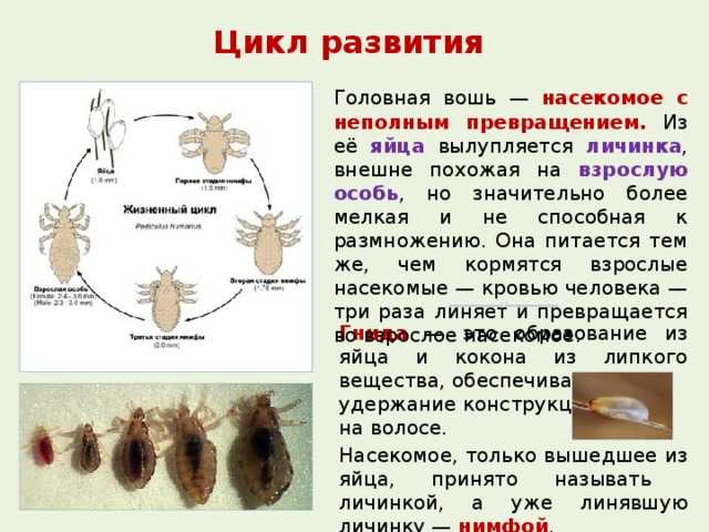 Опасна ли лосиная вошь для человека, 4 средства для борьбы с ними