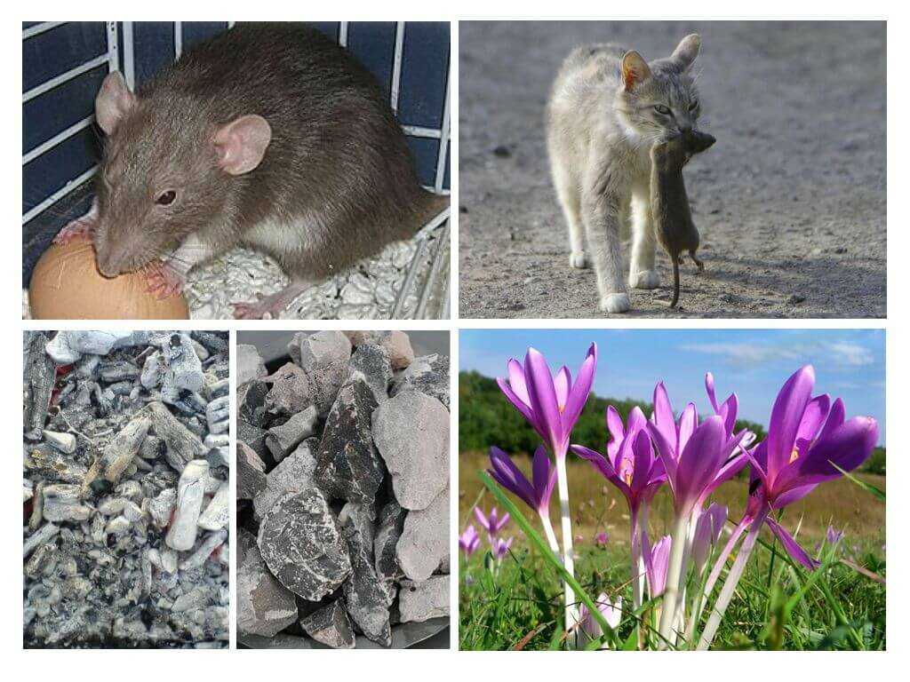 Мышиные какашки обычно одна или много. крысы и мыши в доме! как бороться – проверенные способы уничтожения грызунов! мышиная лихорадка - основные симптомы