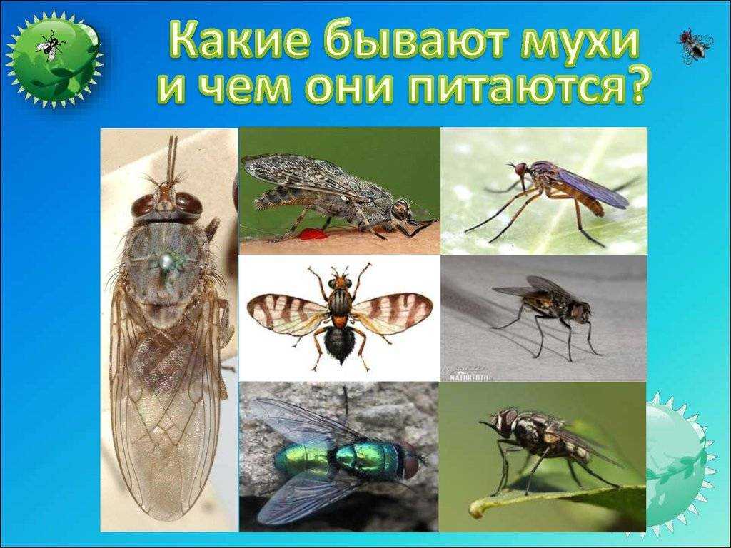 Муха - интересные факты и описание жизненного цикла насекомого (120 фото)