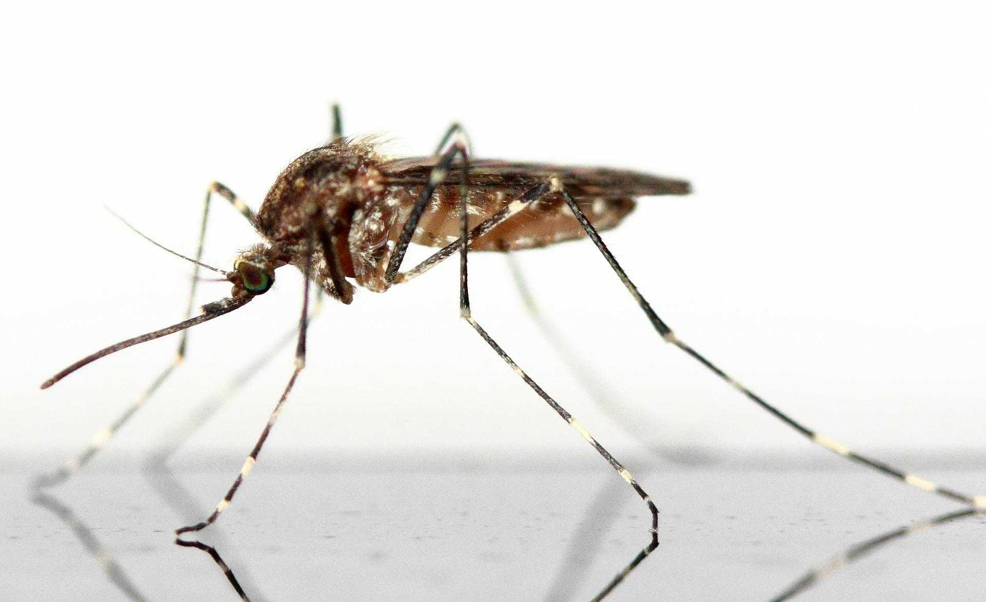 Скорость мухи в полёте: какая максимальная и для чего мухам большая скорость?
