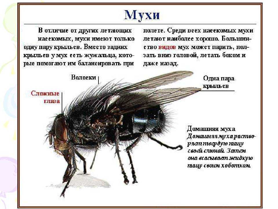 Детям про муху