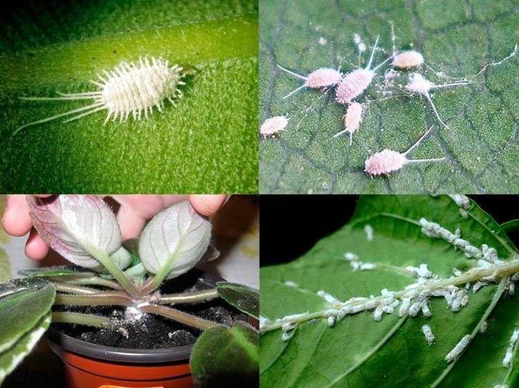 Как избавиться от паутинного клеща на комнатных растениях: советы