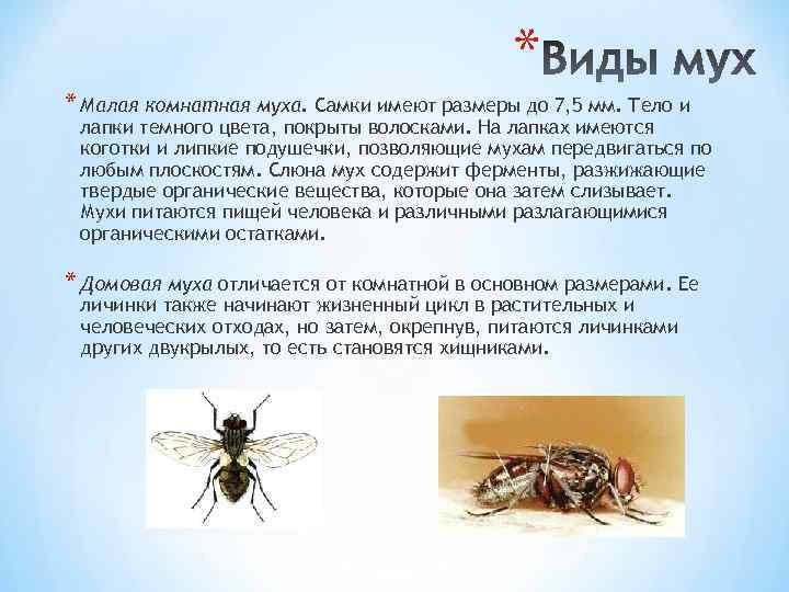 Муха дрозофила. образ жизни и среда обитания мухи дрозофила